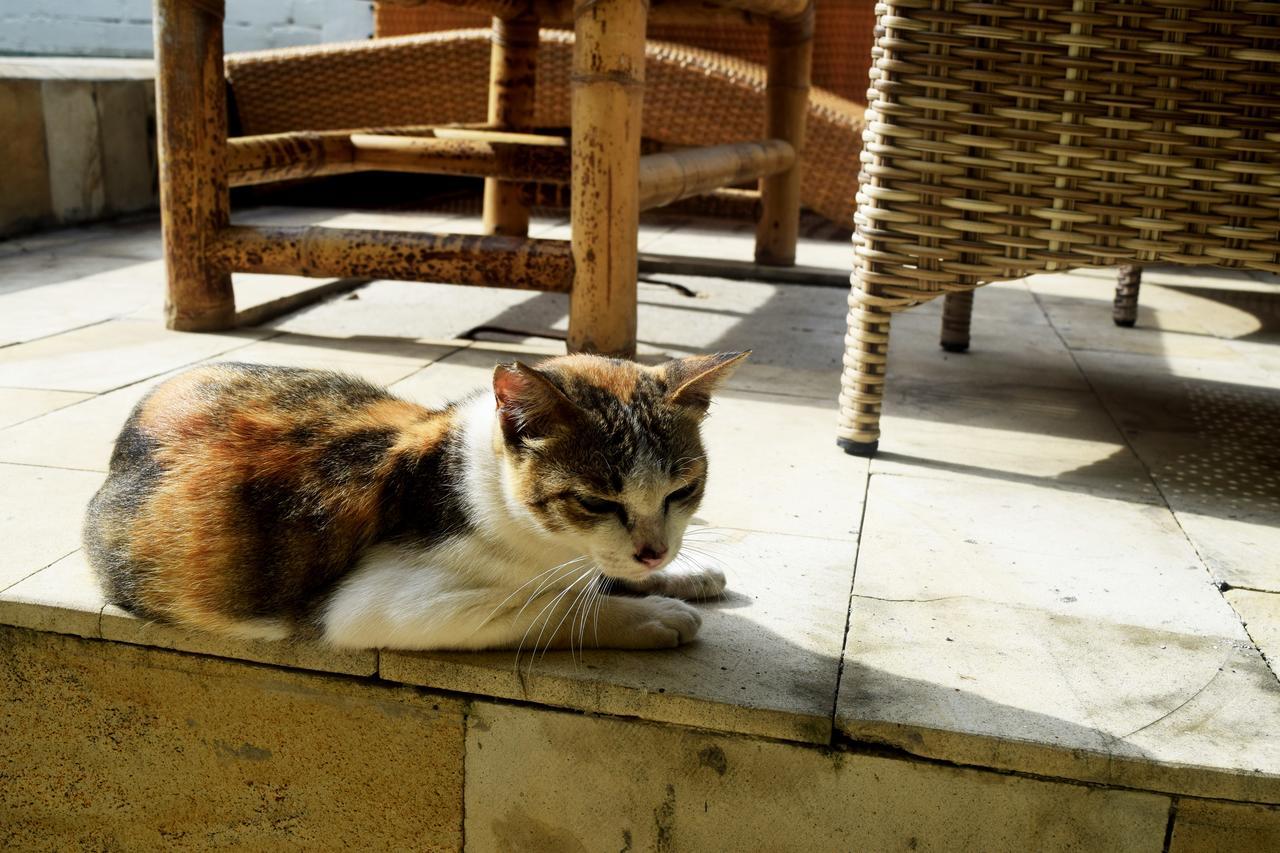Panda Cottage Gili Trawangan Eksteriør bilde